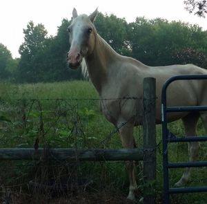 Meet your Posher, Tracey